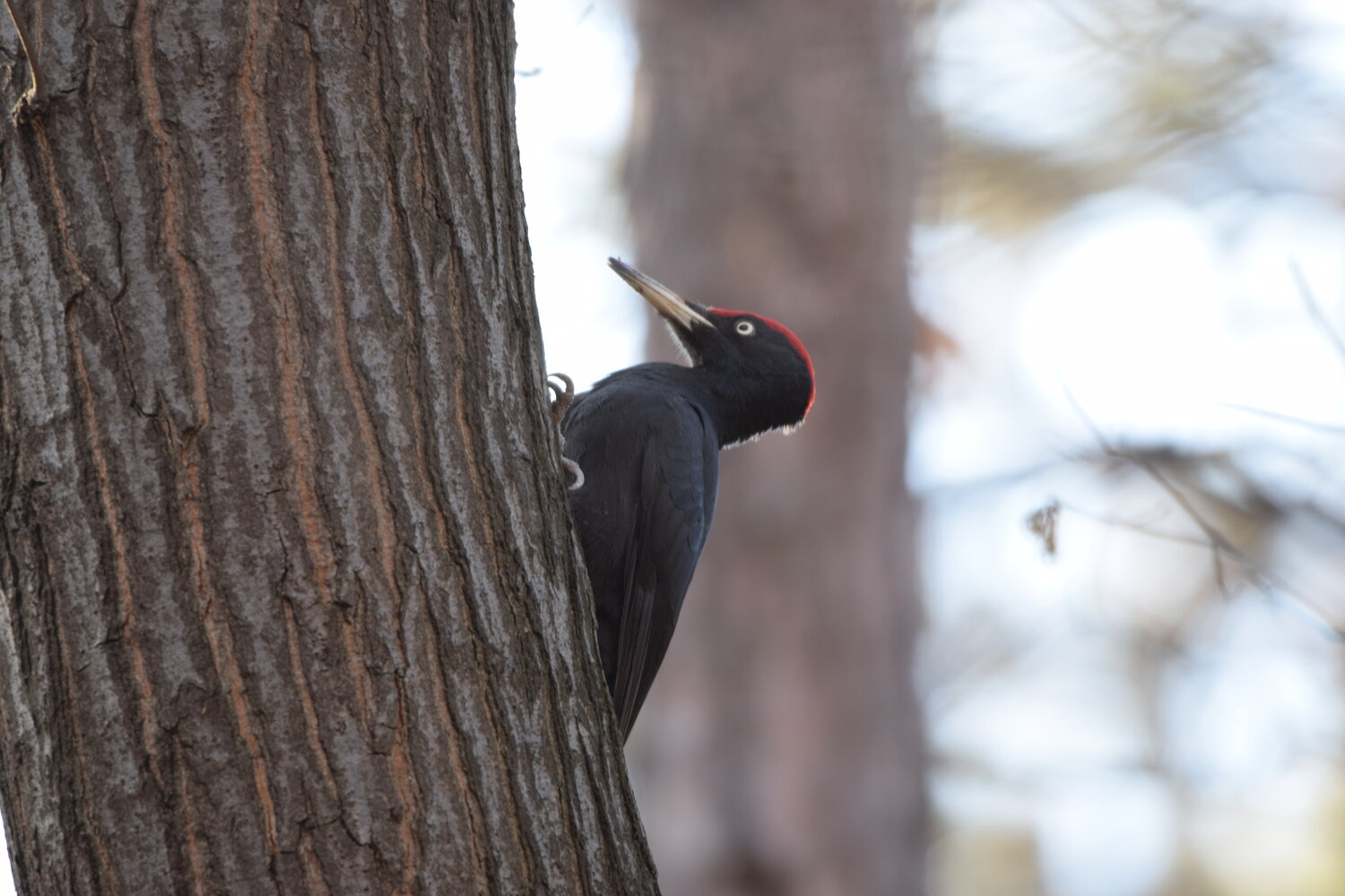 1 Day Birding Tour Around Capital City of Sofia -NEW-